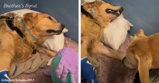 Left: Golden retriever lying on a bed with a toy, text reads “Brother’s Bond”; Right: Same dog lying down while another dog approaches.