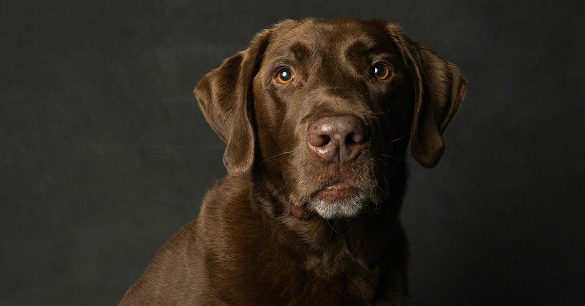 Monty’s Inspiring Journey: Senior Canine Adoption and Second Probabilities Monty’s Inspiring Journey: Senior Canine Adoption and Second Probabilities