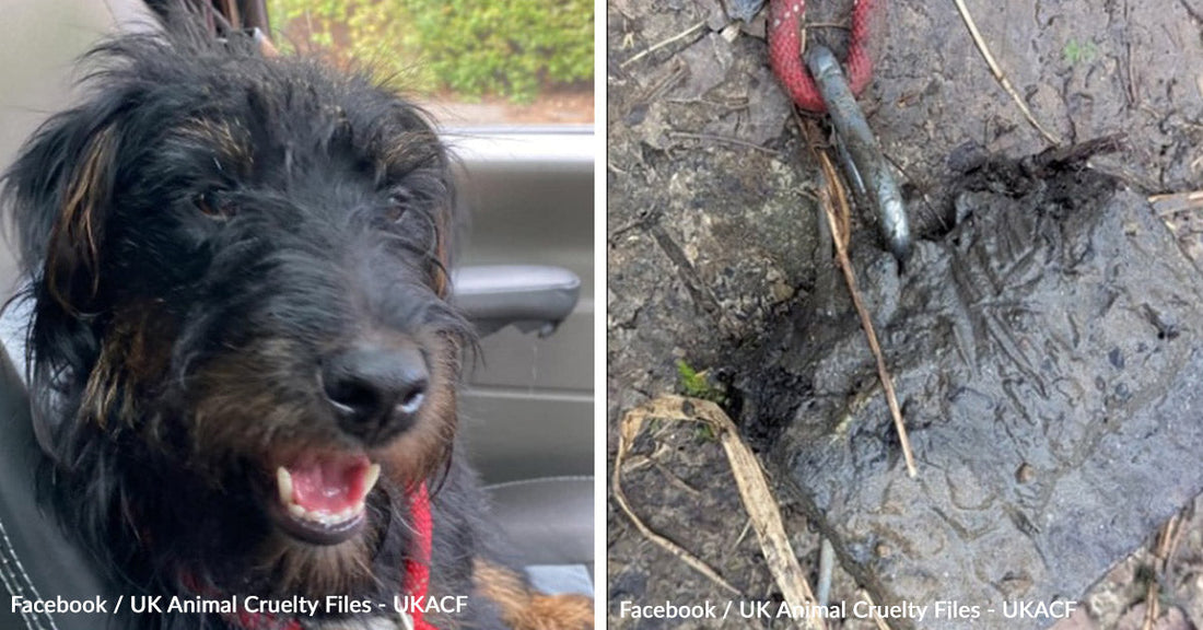 Crueldad despiadada ataca: perro encontrado ahogado con un peso atado al cuello