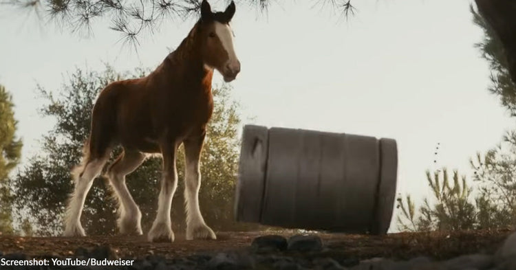 super bowl ads 2025 clydesdales