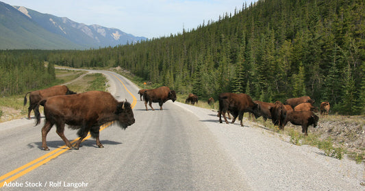 Yellowstone National Park's Buffalo Population at Risk: Urgent Call for the World's First 'Buffalo Wildlife Bridge'