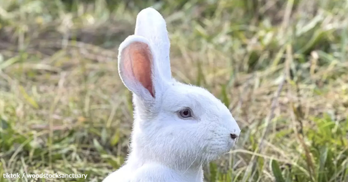 Rescued Rabbits Touch Grass After Years Locked Inside a Laboratory