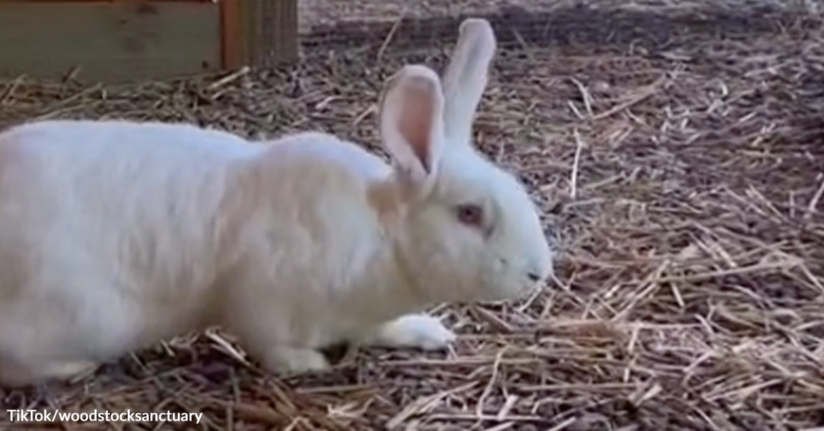 Rescued Lab Rabbits Really feel Grass And Sunshine For The First Time Rescued Lab Rabbits Really feel Grass And Sunshine For The First Time