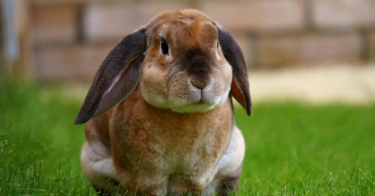 A fluffy brown rabbit with large ears sitting on green grass.