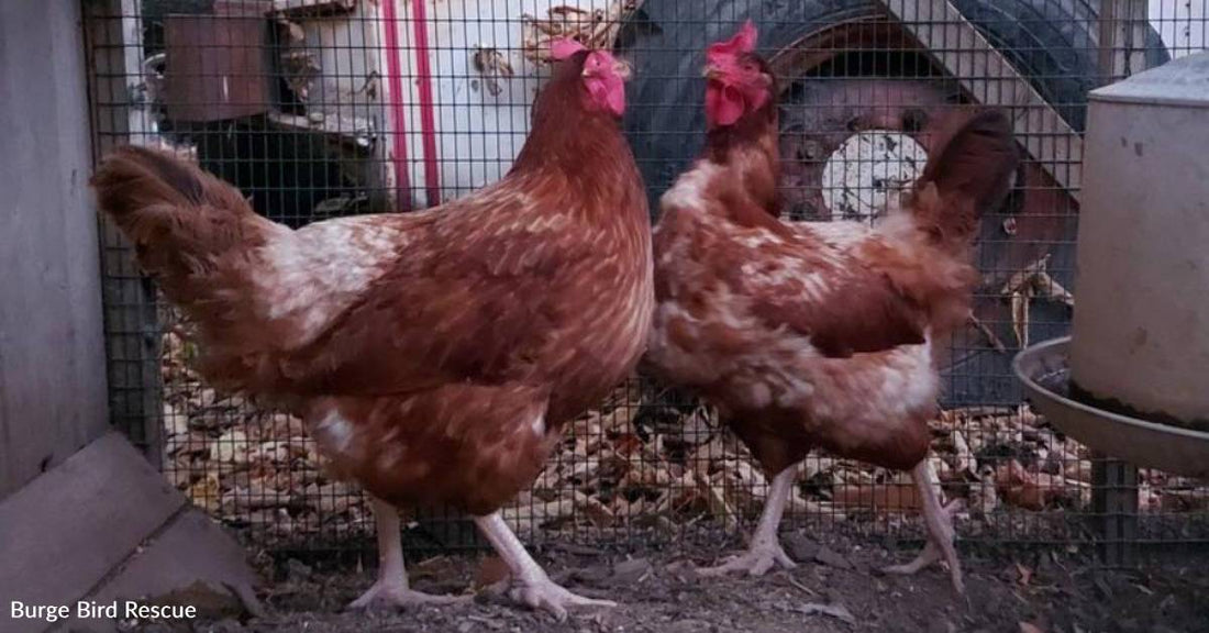 Chickens Kept in Filthy, Tiny Cage Rescued, Now Have Plenty of Room to Roam