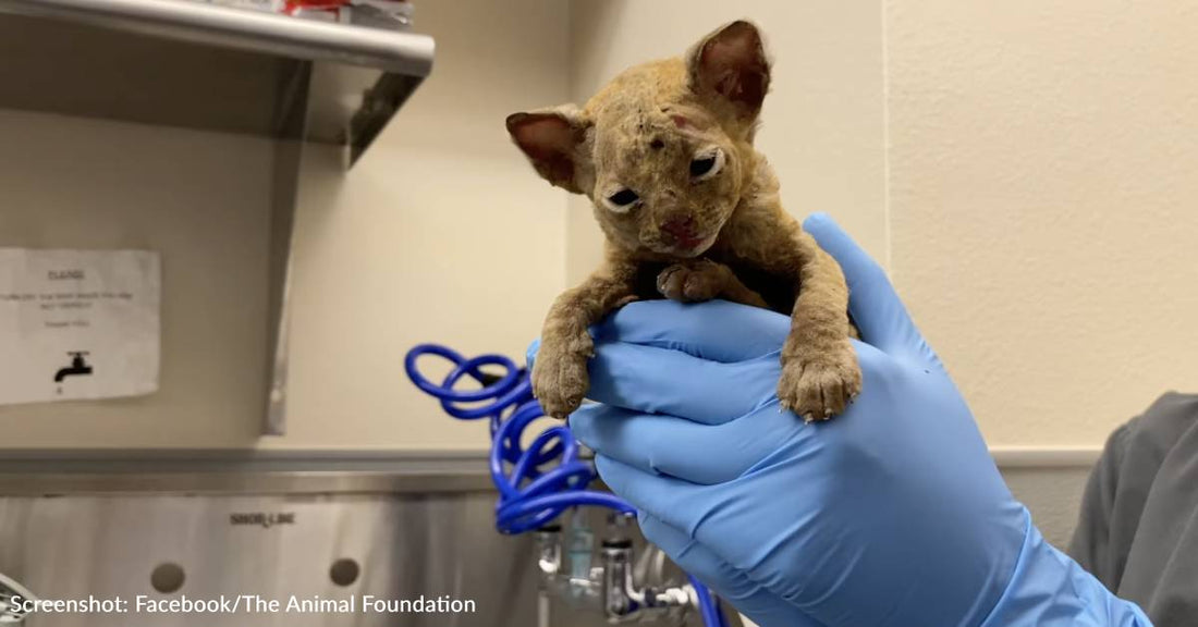 Badly Burned Kitten Rescued From Las Vegas Dumpster Fire