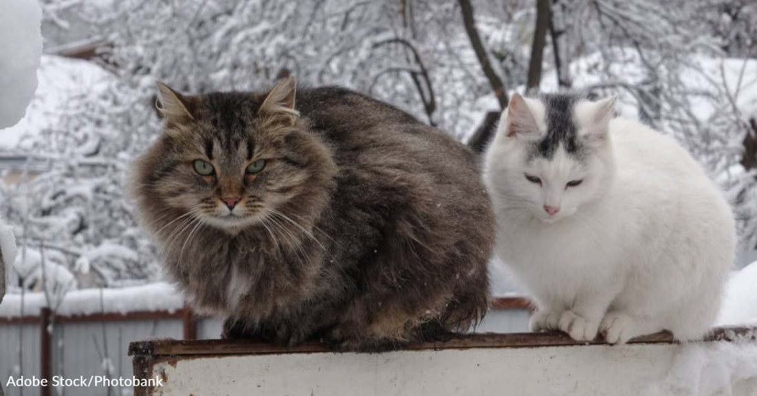 Two Cats Rescued From Bad Conditions Become Best Friends