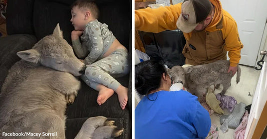A toddler rests on a couch beside a calm calf, both lying close together. Two people assist and feed a small calf indoors, offering milk from a bottle.