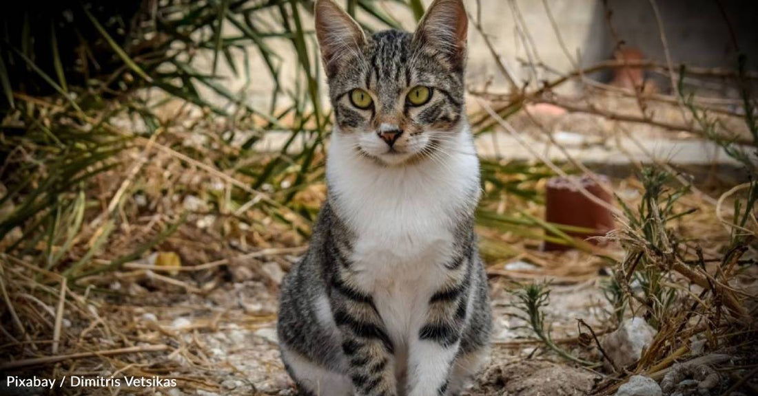 Vet Struggles to Solve Puzzle of Kitten with Labored Breathing Who Isn't Eating