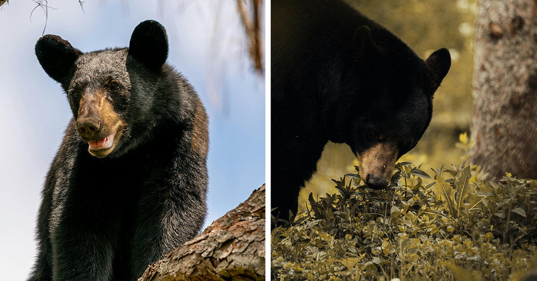 A side-by-side composition: one black bear climbing in a tree and another with its head lowered to sniff the ground in a forested area.