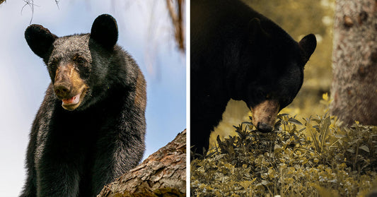 A side-by-side composition: one black bear climbing in a tree and another with its head lowered to sniff the ground in a forested area.