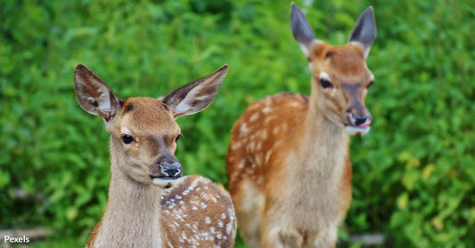 Illegal Night Hunts Expose Dark Underworld of Deer Poaching in Residential California