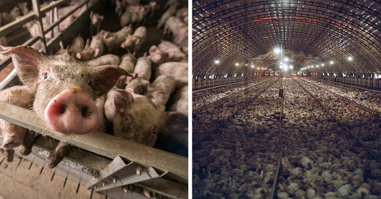 Side-by-side images showing a pig in a crowded pen and chickens packed into a large barn.