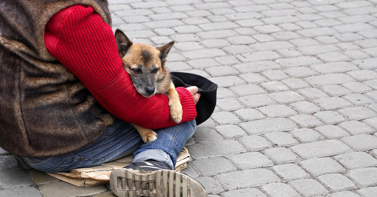 California Shelters Opened Their Doorways To Pets And Helped Extra Folks Get Off The Streets California Shelters Opened Their Doorways To Pets And Helped Extra Folks Get Off The Streets