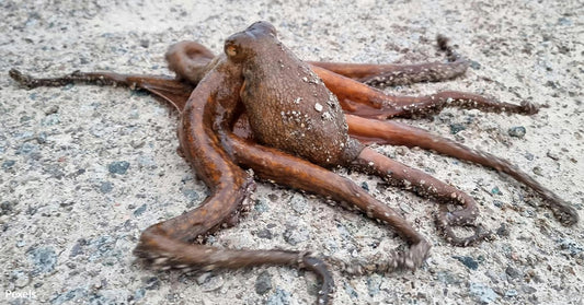 New Bill Targets Inhumane Octopus Farms in California