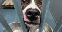 Close-up of a dog inside a kennel with metal bars, looking up with wide eyes beside two empty food bowls.
