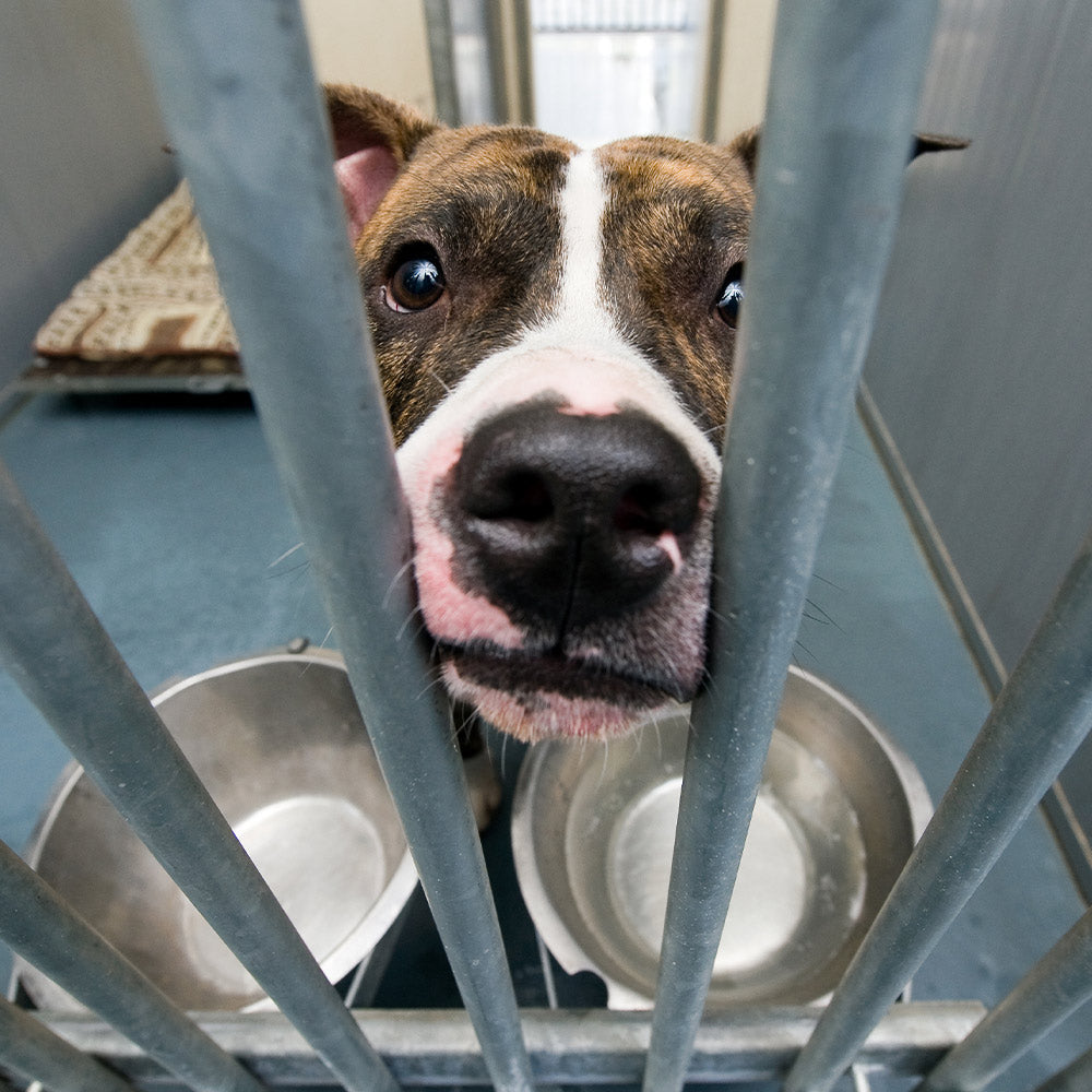 Close-up of a dog inside a kennel with metal bars, looking up with wide eyes beside two empty food bowls.