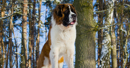 The Real Dog That Inspired The Call of the Wild’s Buck