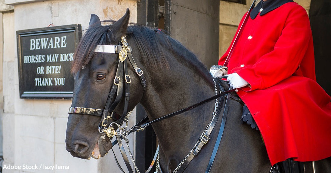 Terrified Horses Bolt Through London Streets, Sparking Outcry for Military Policy Review