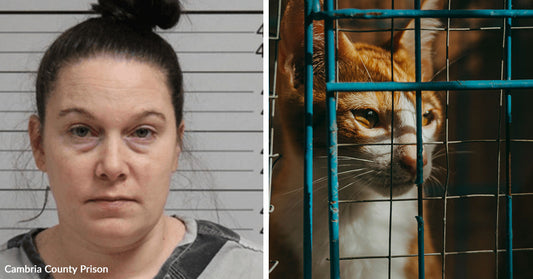 Split image of a woman’s mugshot beside an orange-and-white cat peering out from behind blue cage bars.