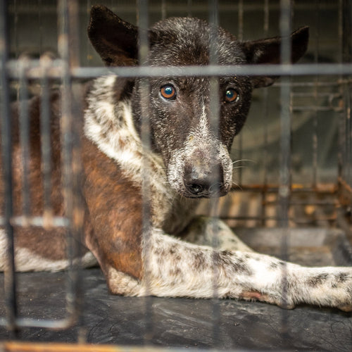 Canada: Stop Supporting the Slaughter of Cats & Dogs!