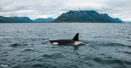 Brave Little Hunter The Orca Calf Battles for Survival in Canadian Waters