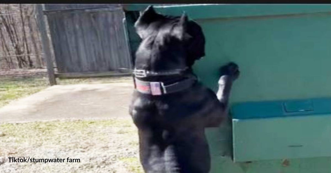 Dog Stops in the Middle of Training to Rescue Raccoons from Dumpster