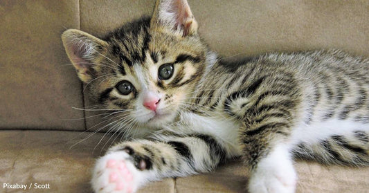 Woman Taking Dog for a Walk on a Frigid Night Finds Tiny Kitten