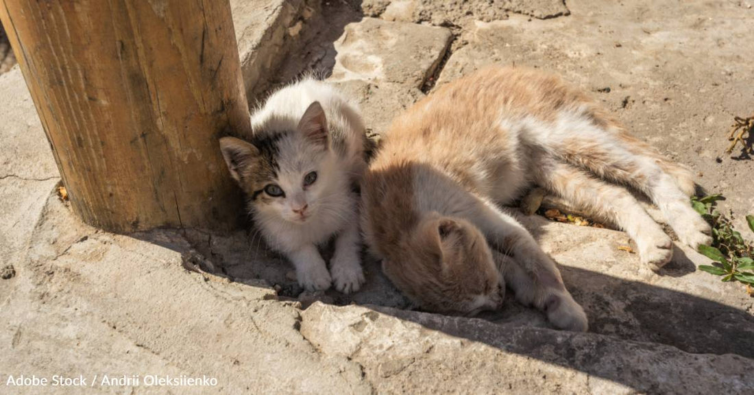 Landlord Pays for Medical Care and Waives Pet Deposit When Tenant Falls in Love with Two Strays