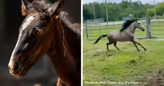 Watch A Young Horse Break Free After Life Trapped in Darkness