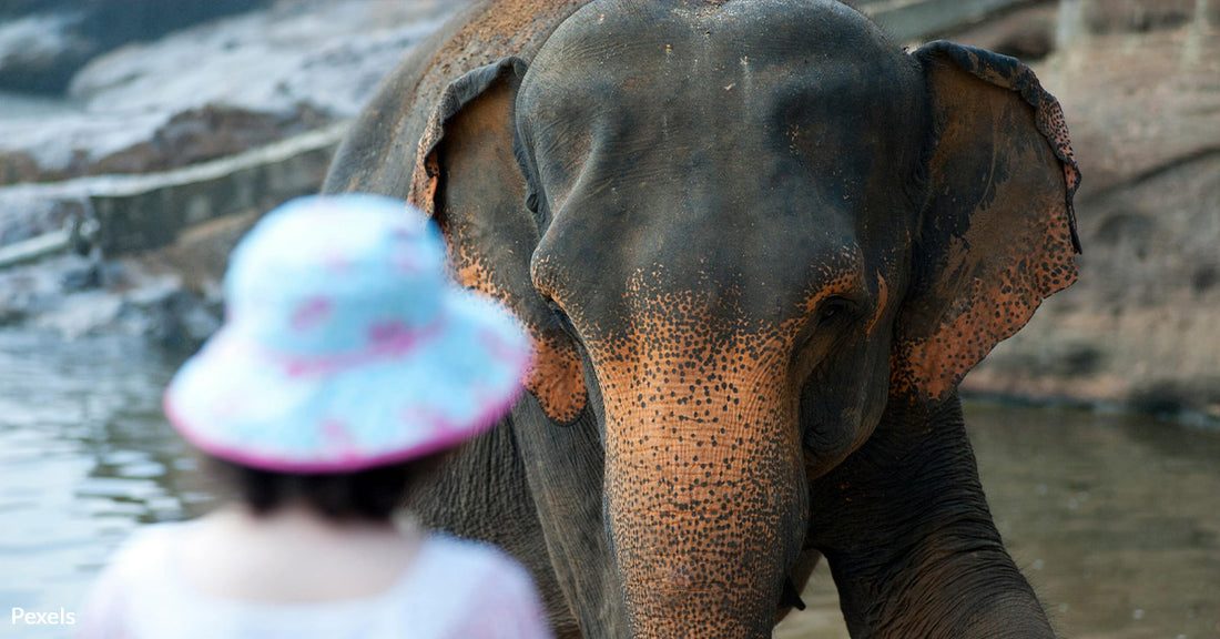 Oakland Zoo Takes Bold Step for Elephants, Leaving Other Zoos Under Scrutiny