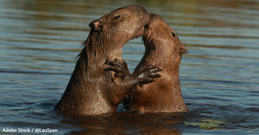 If Deforestation in the Amazon Continues, the Rainforest Could Become a Dry Savannah, Devastating Capybaras and Other Species