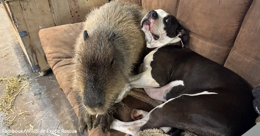 A capybara sits upright on a couch beside a relaxed black-and-white dog, the two animals resting closely together indoors.