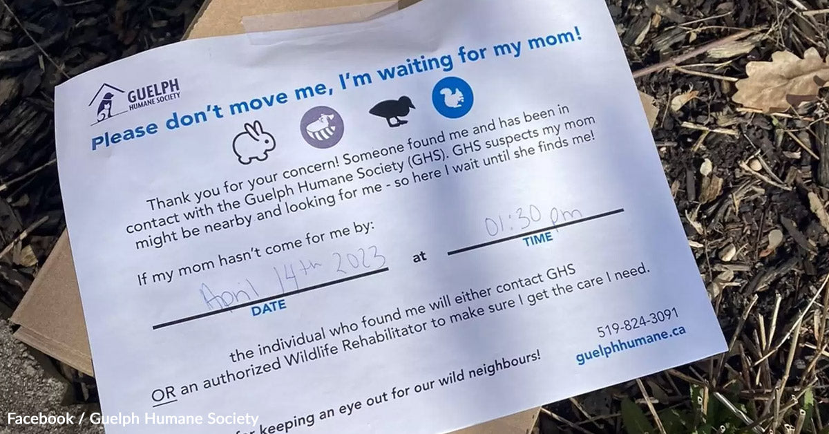 Mysterious Field Turns Out To Comprise An City Wildlife Shock