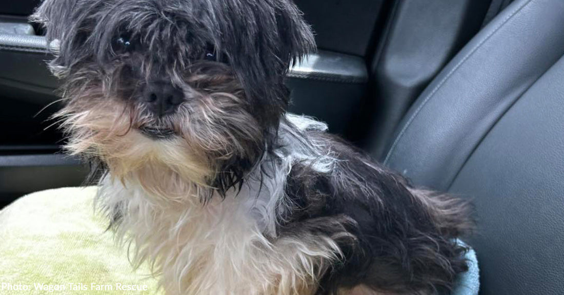 Senior Dog Suffering with Kidney Stones and Dental Disease Abandoned on Side of Road