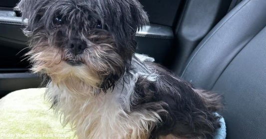 Senior Dog Suffering with Kidney Stones and Dental Disease Abandoned on Side of Road