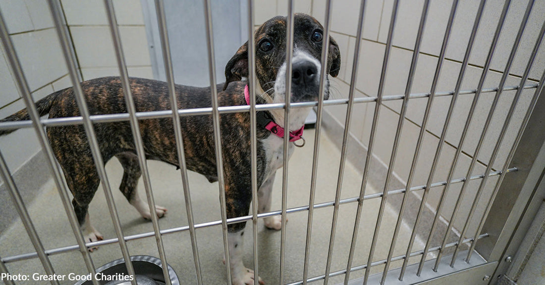 America’s Animal Shelter Crisis is Getting Worse