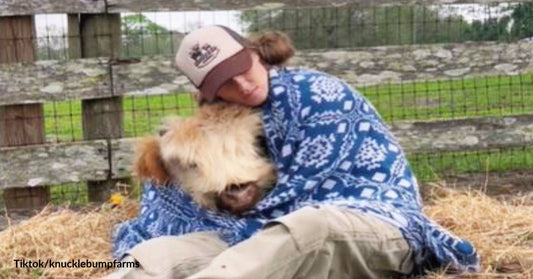 Loving and Protective Mom Gives Joy to the Life of a Calf with Dwarfism