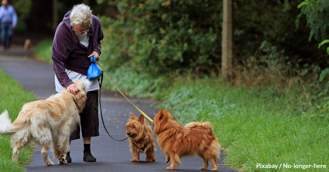 4 Important Tips for Caring for Senior Dogs