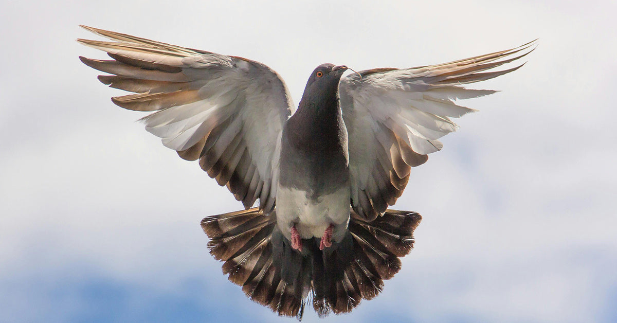 Uncommon World Struggle I Service Pigeon Message Found in French Battlefield Uncommon World Struggle I Service Pigeon Message Found in French Battlefield