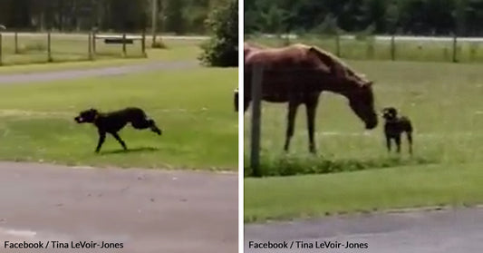 Watch This Good Doggo Run Out Of The House Just To Give Her Best Horse Friend A Carrot Stick