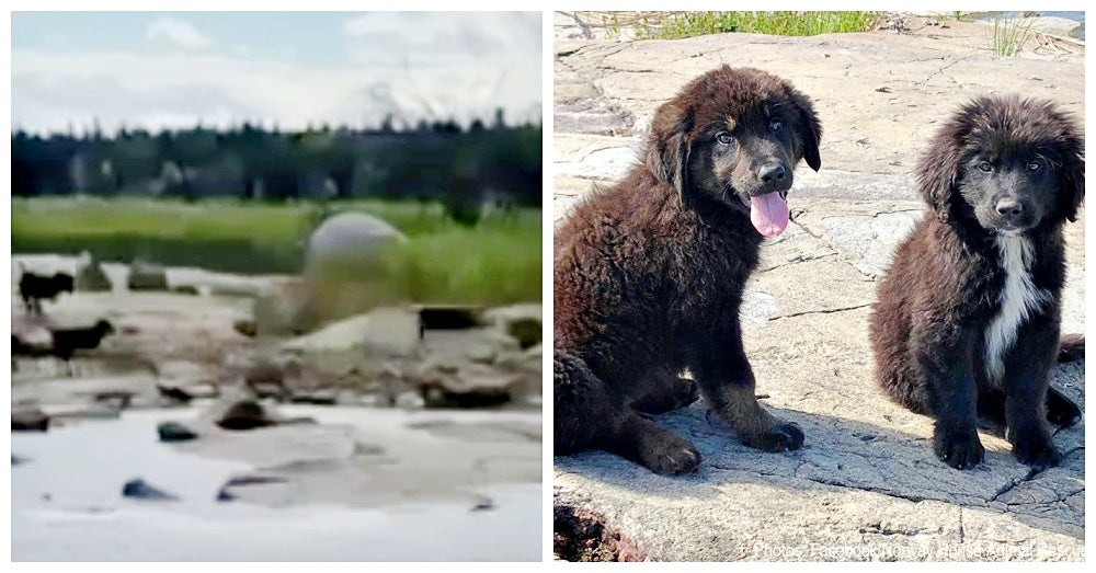 Boater Finds Seven Abandoned Puppies On Deserted Island Crying From St ...