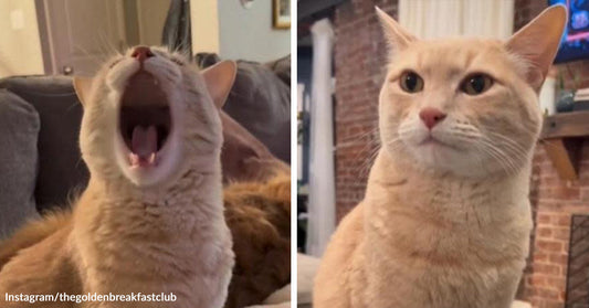 Split image of an orange cat yawning dramatically on the left and then sitting upright with a calm expression on the right.
