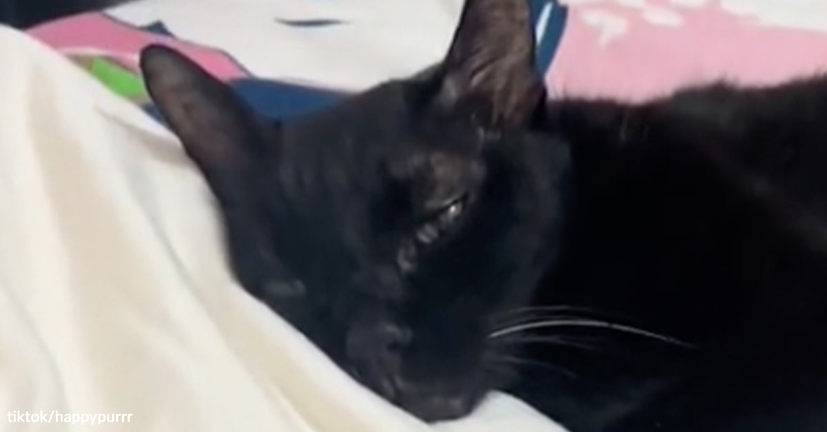 Senior Cat Left in Parking Lot Finds the Dwelling She All the time Deserved Senior Cat Left in Parking Lot Finds the Dwelling She All the time Deserved