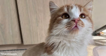 Fluffy orange-and-white cat with amber eyes looks upward indoors near light wood cabinets.