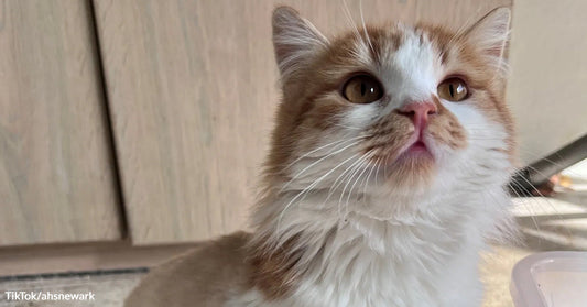 Fluffy orange-and-white cat with amber eyes looks upward indoors near light wood cabinets.
