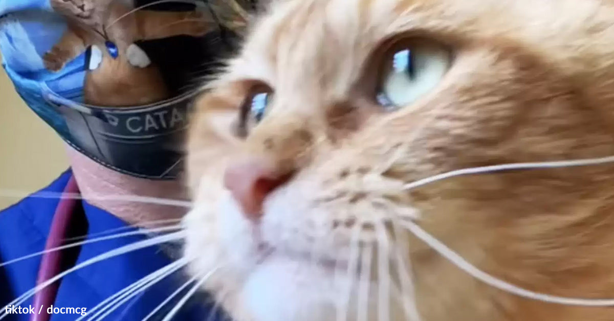 Injured Cat Taken to Be Put Down Finds a Hero Who Refused to Give Up Injured Cat Taken to Be Put Down Finds a Hero Who Refused to Give Up