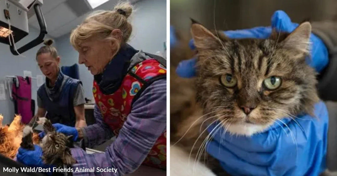 Two animal care workers examine a cat on a table in a clinical setting; Right: Close-up of a tabby cat being gently held by someone wearing blue gloves.