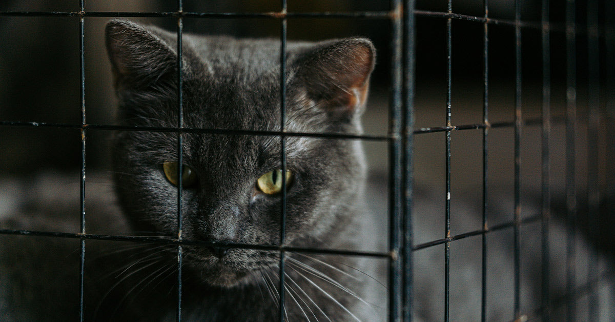 Resilient Cat’s Journey from China to Minnesota In Delivery Container Conjures up Adoption Hope Resilient Cat’s Journey from China to Minnesota In Delivery Container Conjures up Adoption Hope