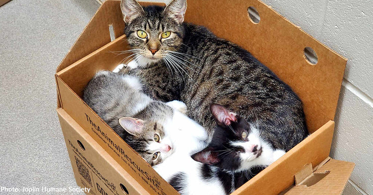 Cat Castles Help Shy and Stressed Cats Adjust to Shelter Life | The ...